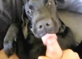 Black dog tasting dick and enjoying hard zoo sex