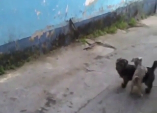 Animals fooling around outside: small dog sex