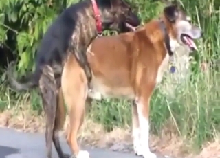 Gay dogs happily fucking outside by the road