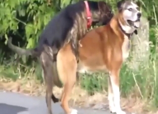 Gay dogs happily fucking outside by the road