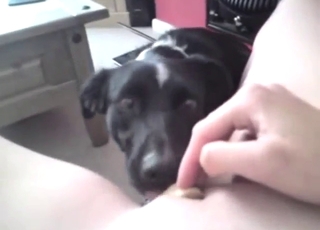 Black dog is going to taste that lady's hot pussy