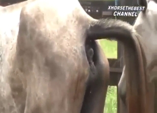 Foal fuck movie with foul doggystyle sex outdoors