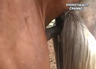 Foal fuck movie with foul doggystyle sex outdoors