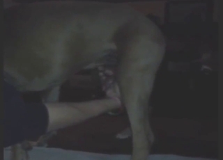 Boxer dog fucking his juicy asshole from behind