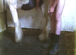 Horse with a nice dick fuck a gross, fat, old guy