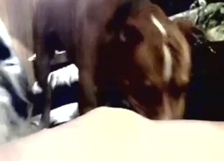 Trimmed pussy GF seeking orgasms with a dog