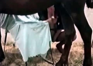 Brown horse seduced by a human slut