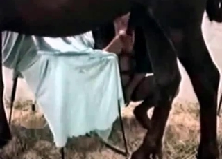 Brown horse seduced by a human slut