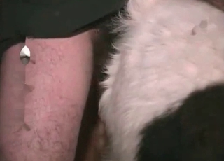 Dog gets fucked by the horny owner