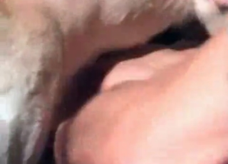 Horny animal licking a dripping pussy