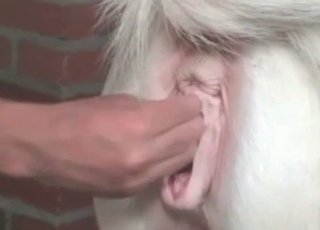 Horny horse enjoying hardcore sex
