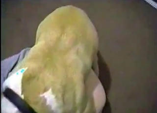 Juicy pussy licked by a mutt
