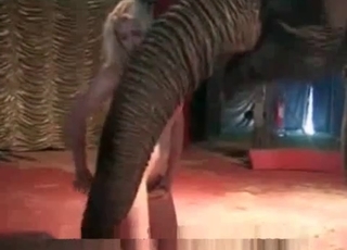 Bestiality video featuring an elephant