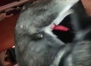 Dog jizz is the best thing ever