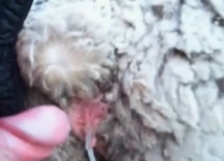 Anal fucking with a cute farm animal