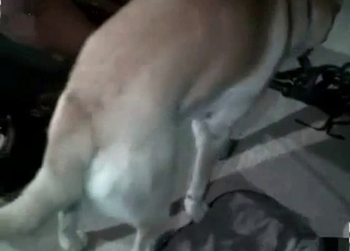 Dog destroying a pierced pussy on cam