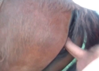 POV fucking session with a horny horse