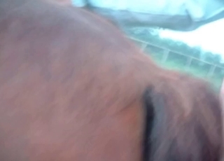 POV fucking session with a horny horse