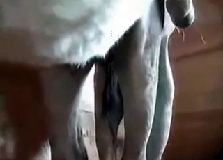 Insanely hot sex with a stallion