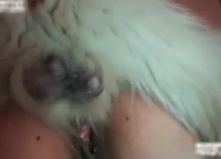 Nasty bestiality in the bedroom