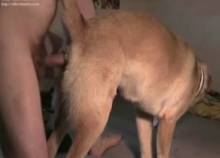 Twisted dog gets fucked from behind