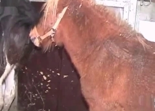 Hardcore fucking with a kinky horse
