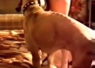 Twisted hound enjoying raw fucking