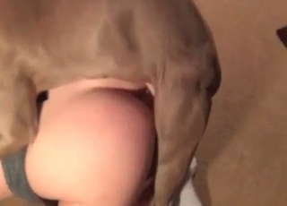 Owner gets destroyed by a horny dog