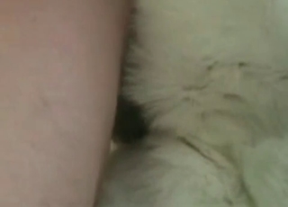 Anal fucking with a tight asshole dog