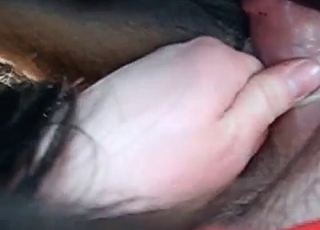 Condoms are important in bestiality