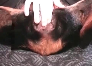 Innocent dog gets gaped on camera