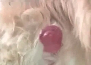 Dog's cock getting pleasured here